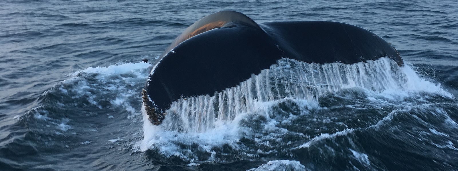 Cove Marina is conveniently located minutes from Newburyport, Salisbury Beach, Seabrook Beach and Hampton Beach.